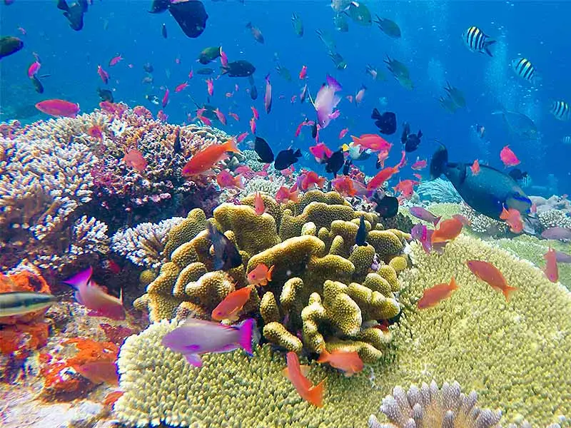 Snorkeling